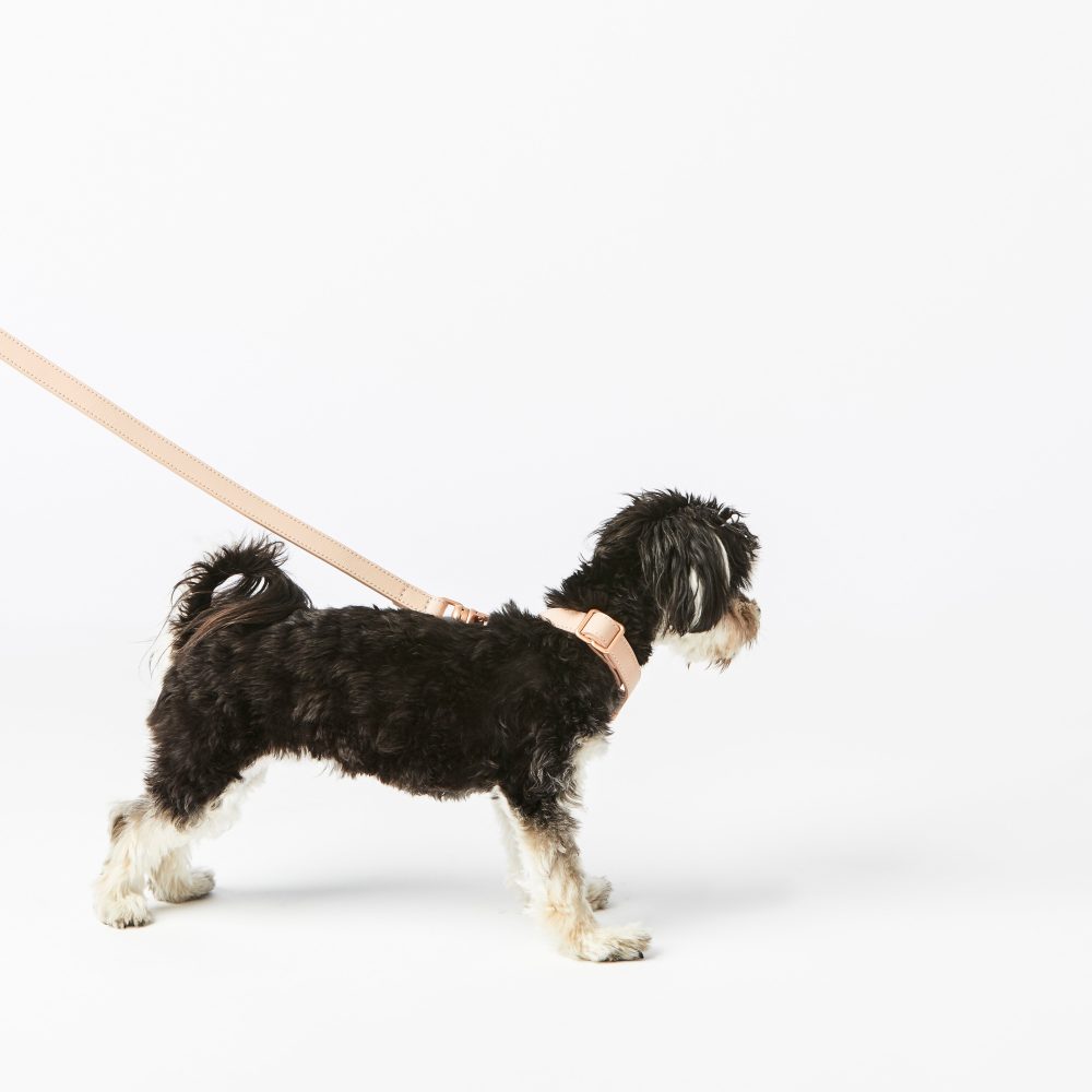 Leather Leash - Image 4