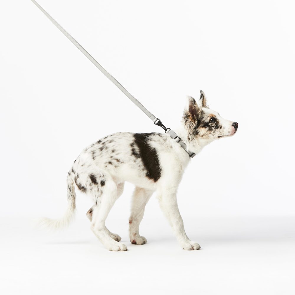 Leather Leash - Image 21