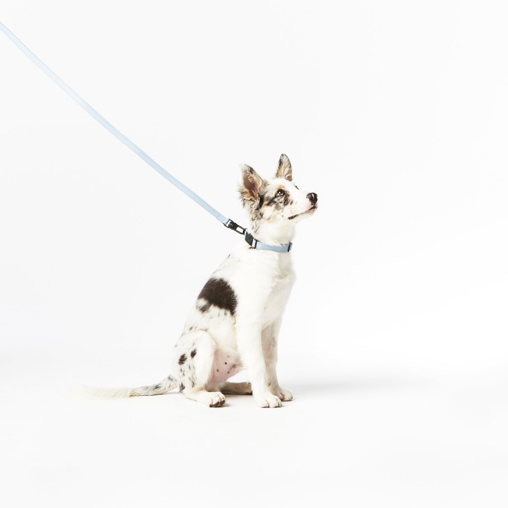 Leather Leash - Image 16
