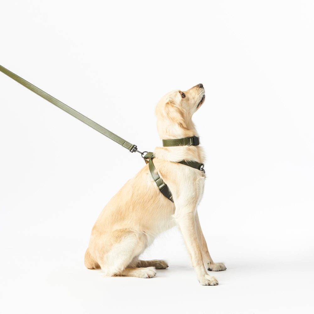 Leather Leash - Image 12