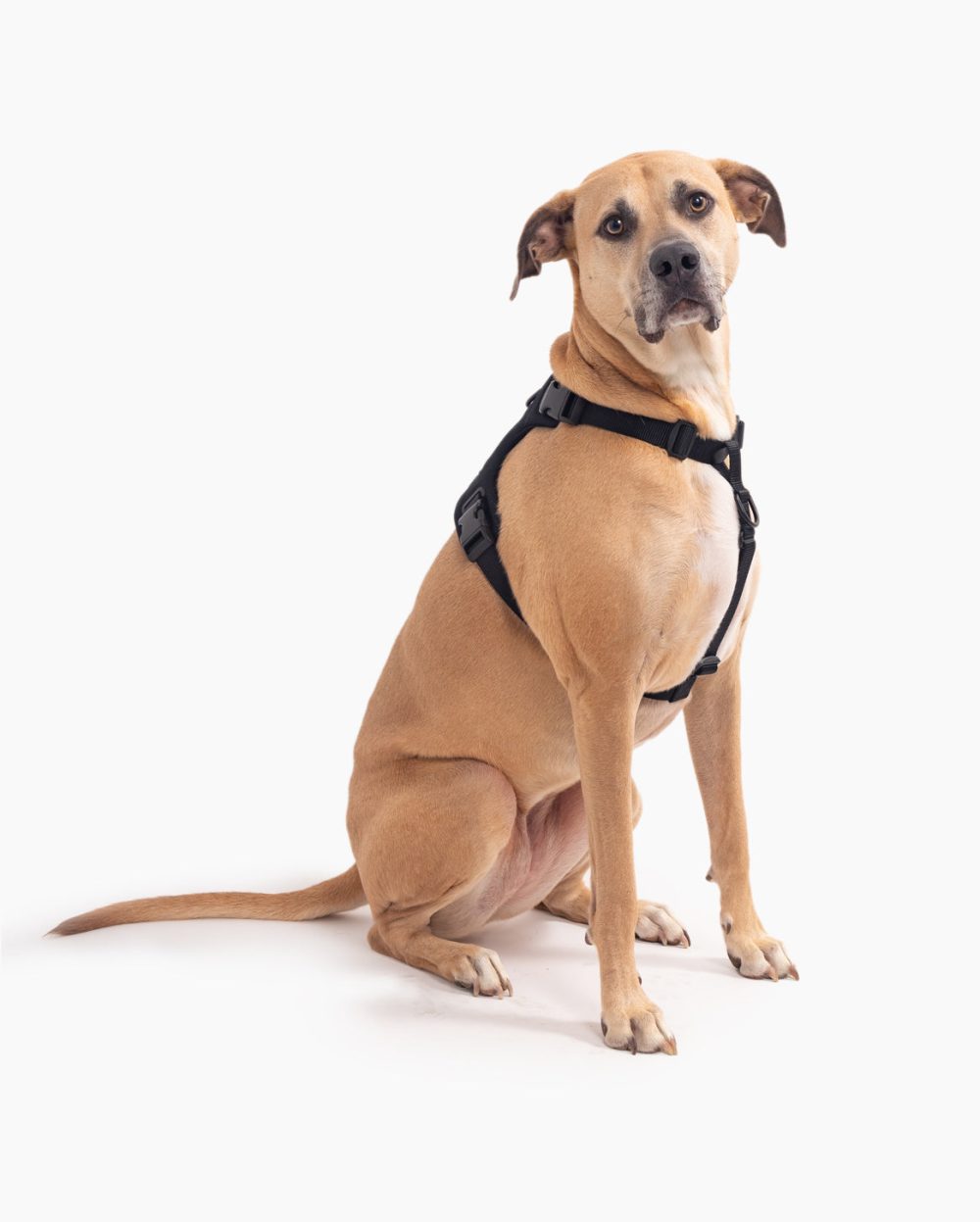Signature Harness - Image 20