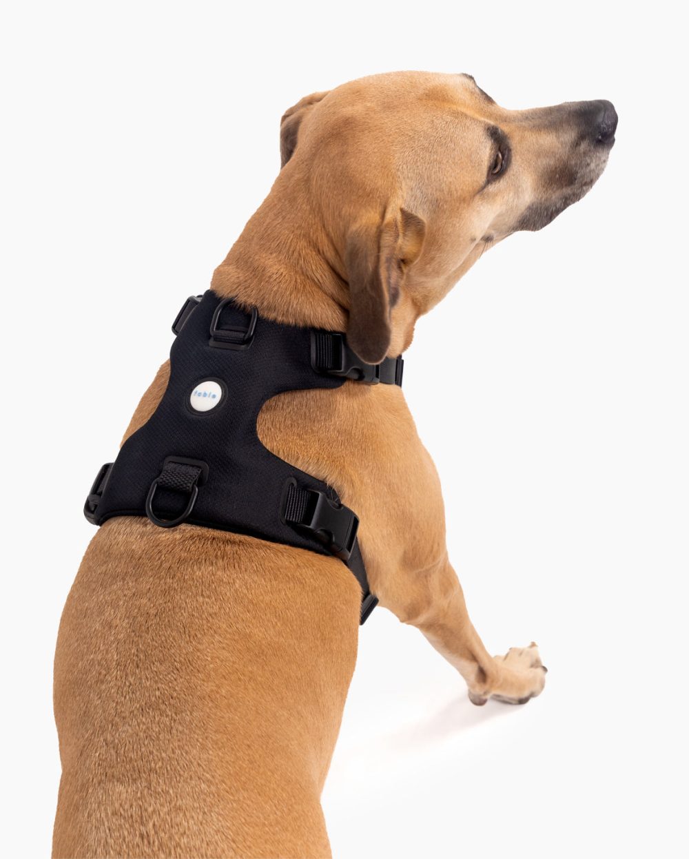 Signature Harness - Image 17