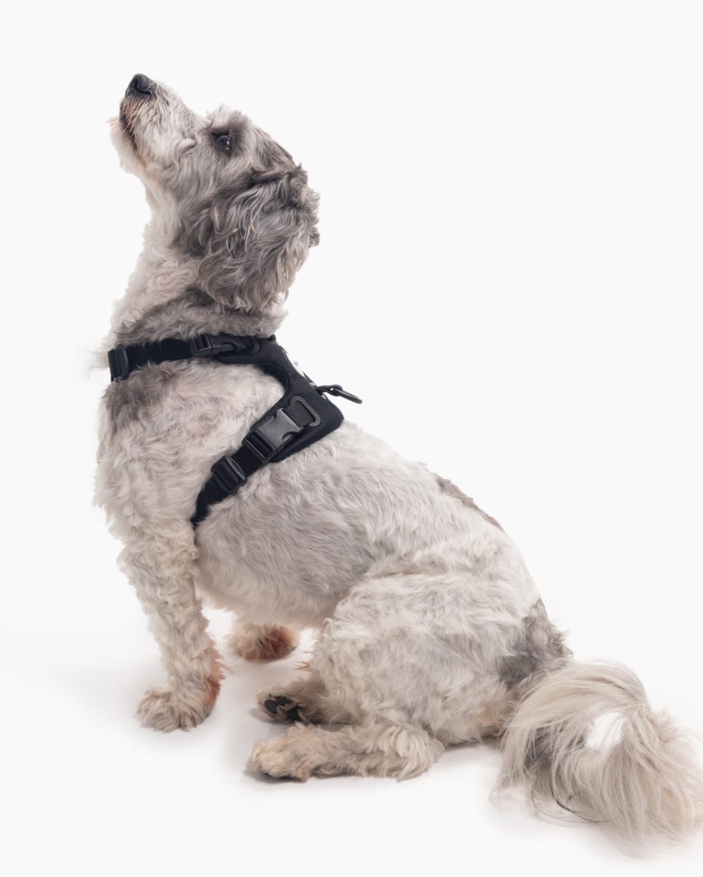 Signature Harness - Image 10