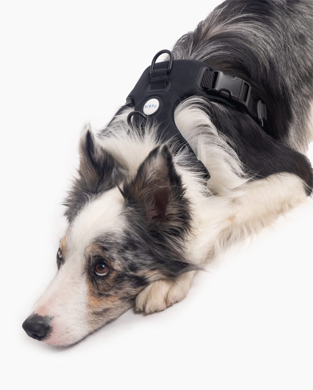 Signature Harness - Image 15