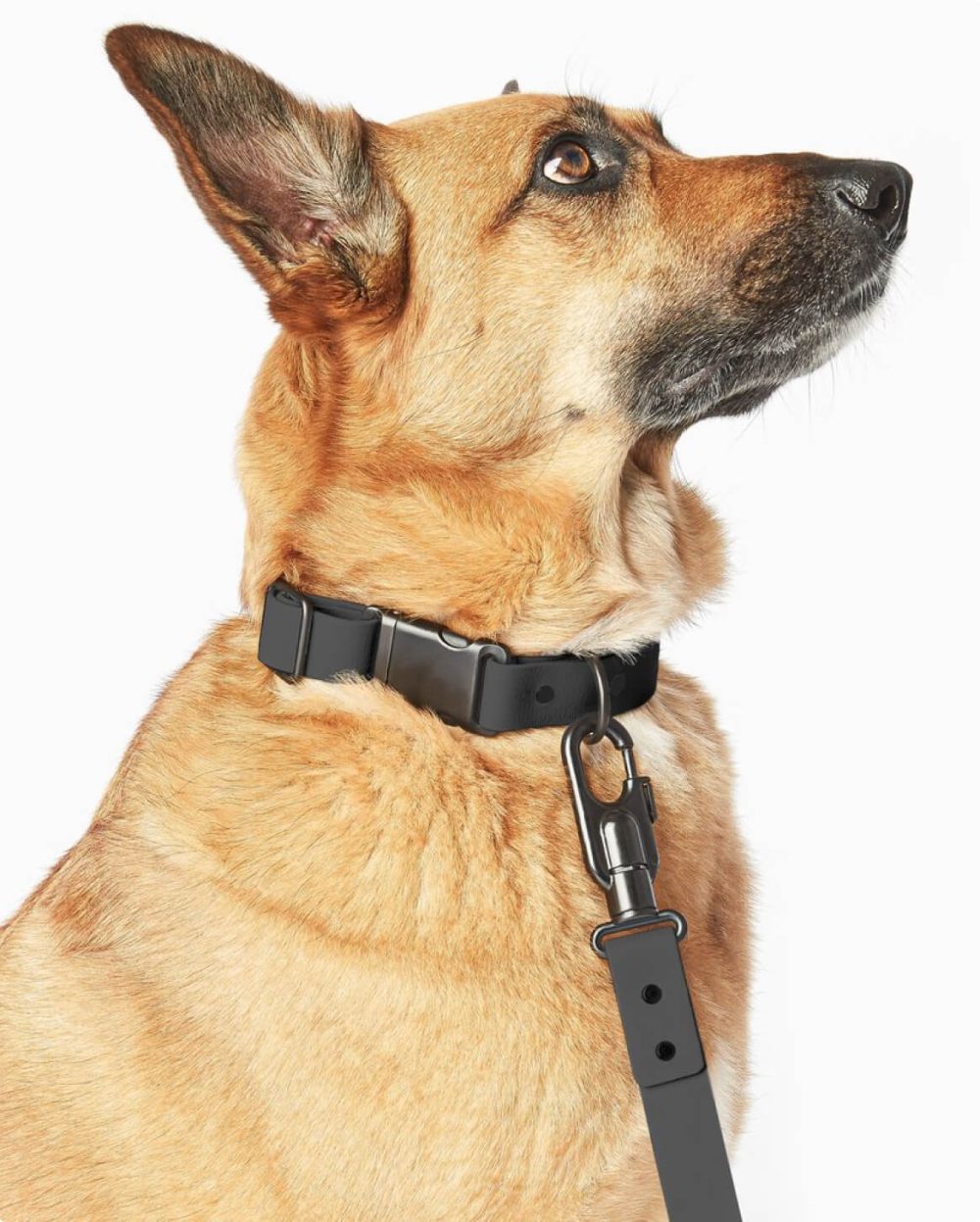Signature Collar - Image 28