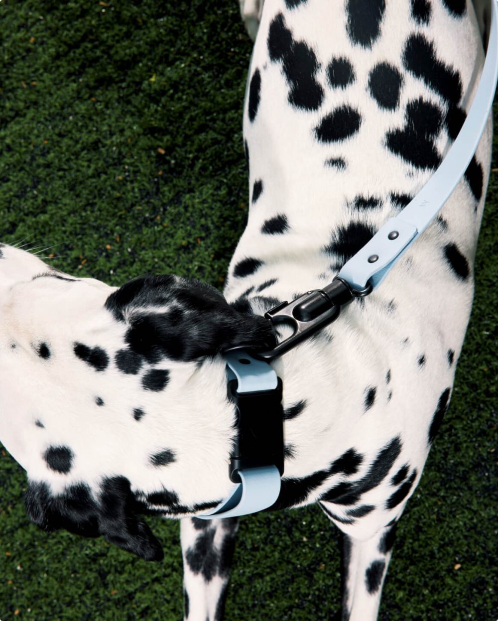 Signature Collar - Image 7