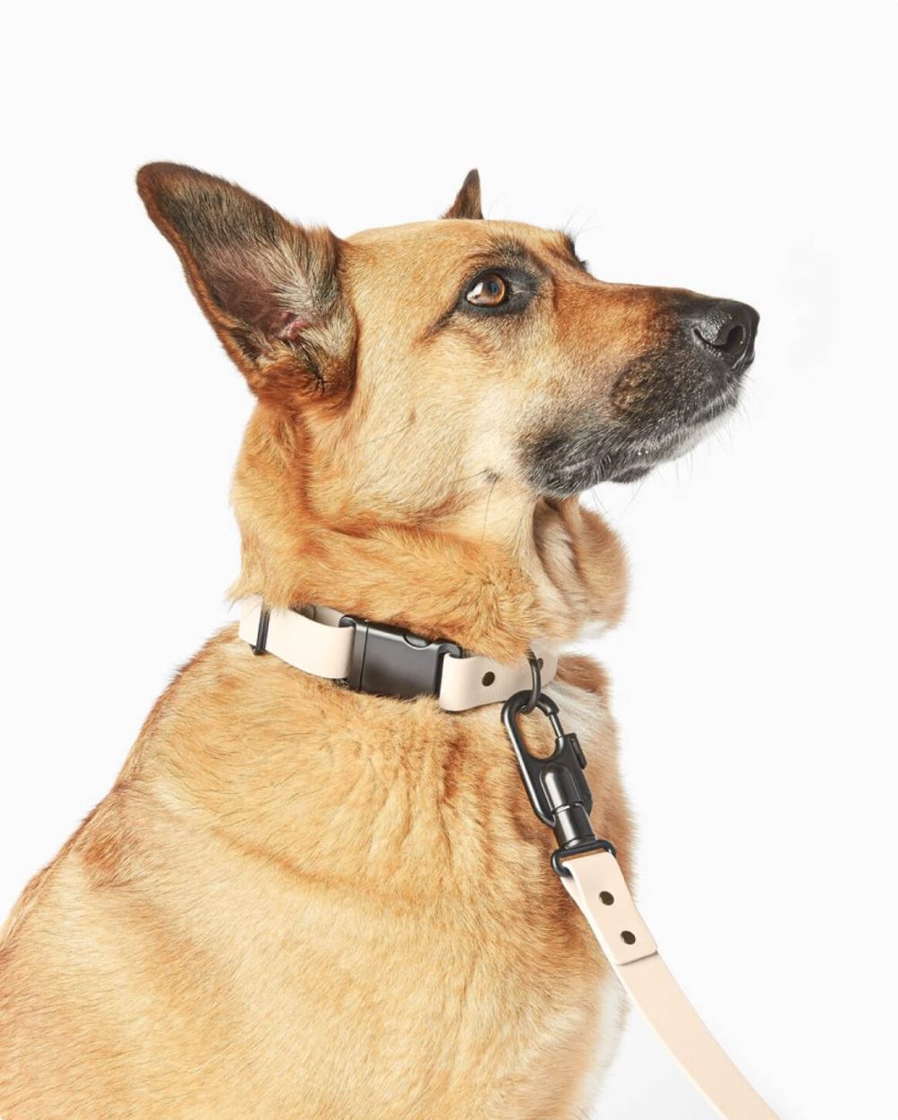 Signature Collar - Image 9