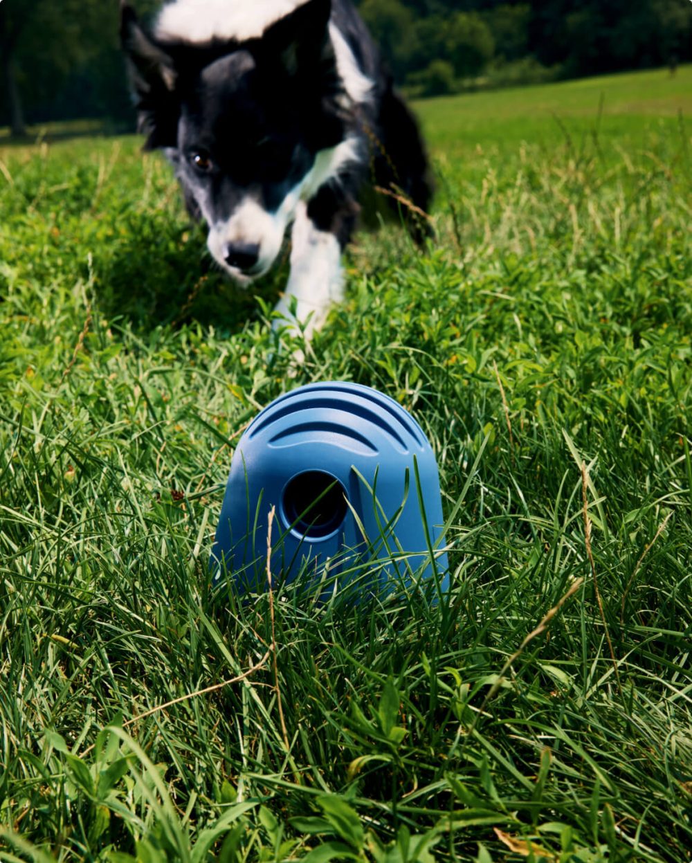 The Puffin? Game - Image 18