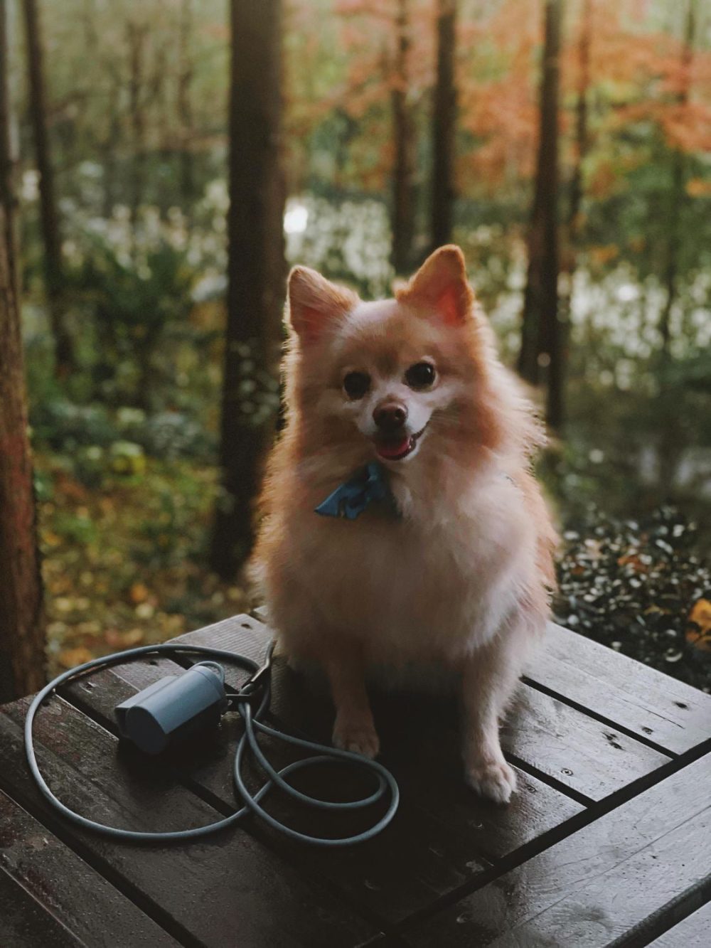Magic Leash? - Image 16