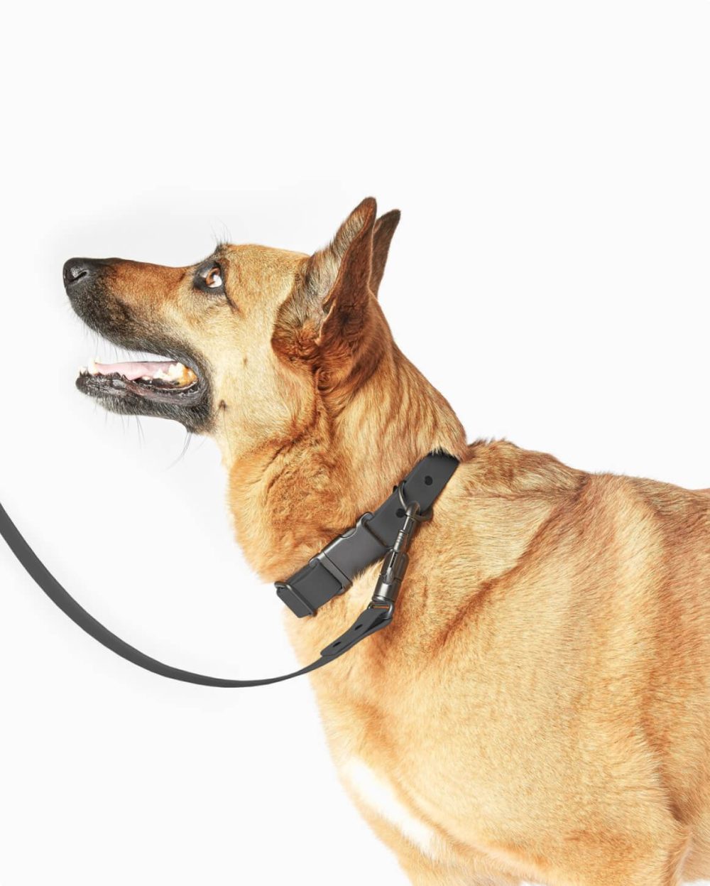 Signature Leash - Image 17