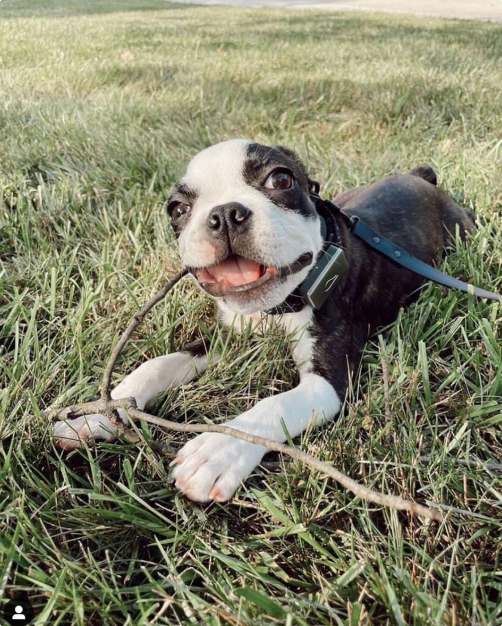Signature Leash - Image 8
