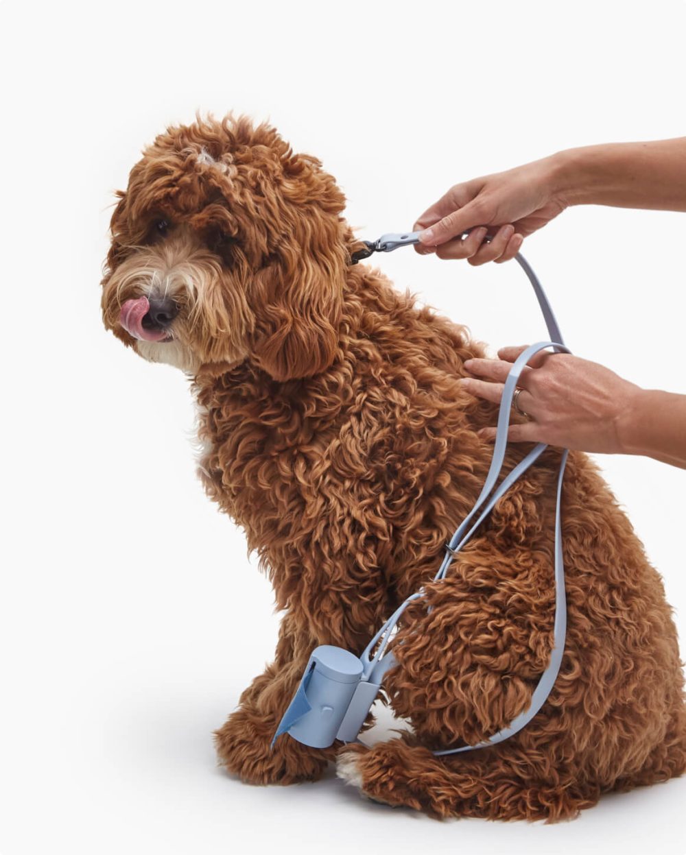 Signature Leash - Image 2