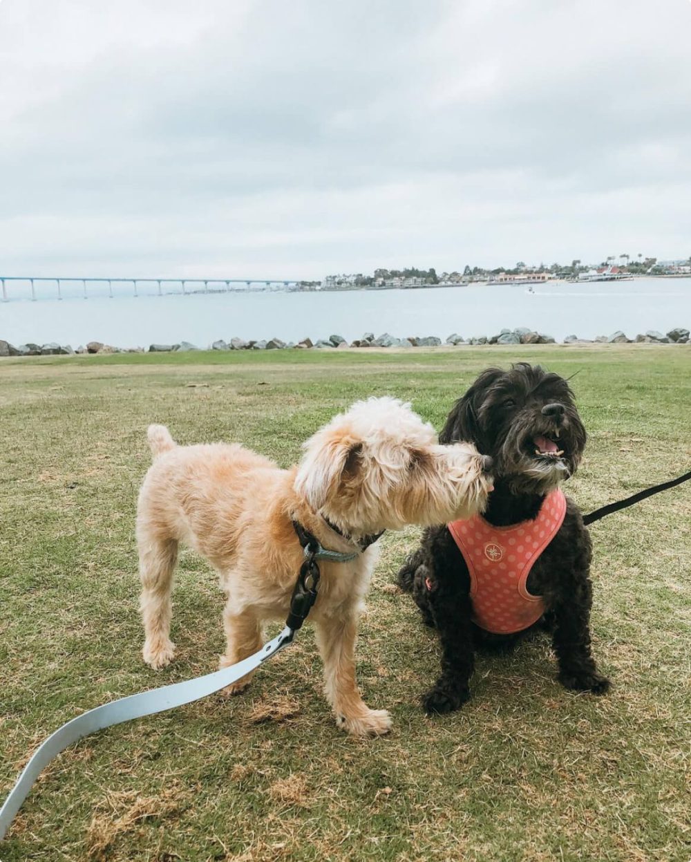 Signature Leash - Image 6
