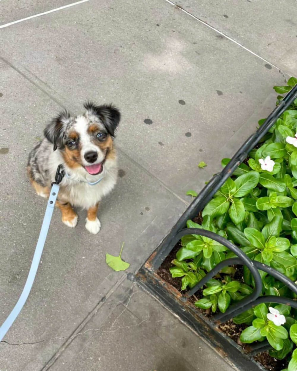 Signature Leash - Image 5