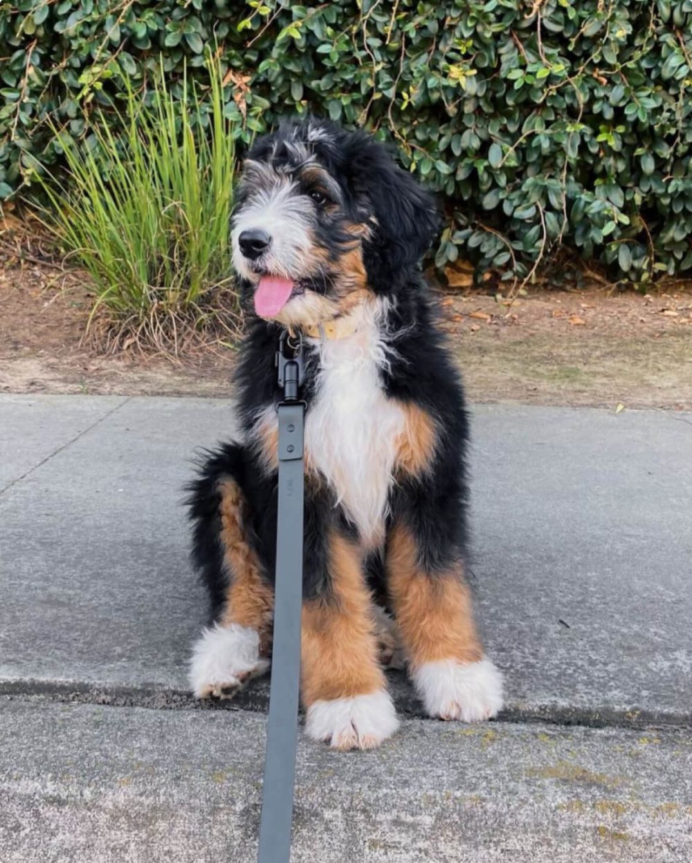 Signature Leash - Image 18
