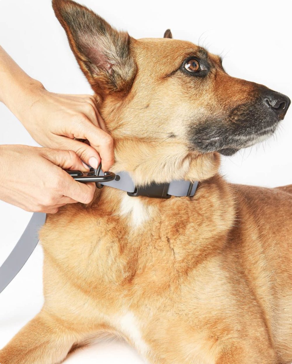 Signature Leash - Image 12