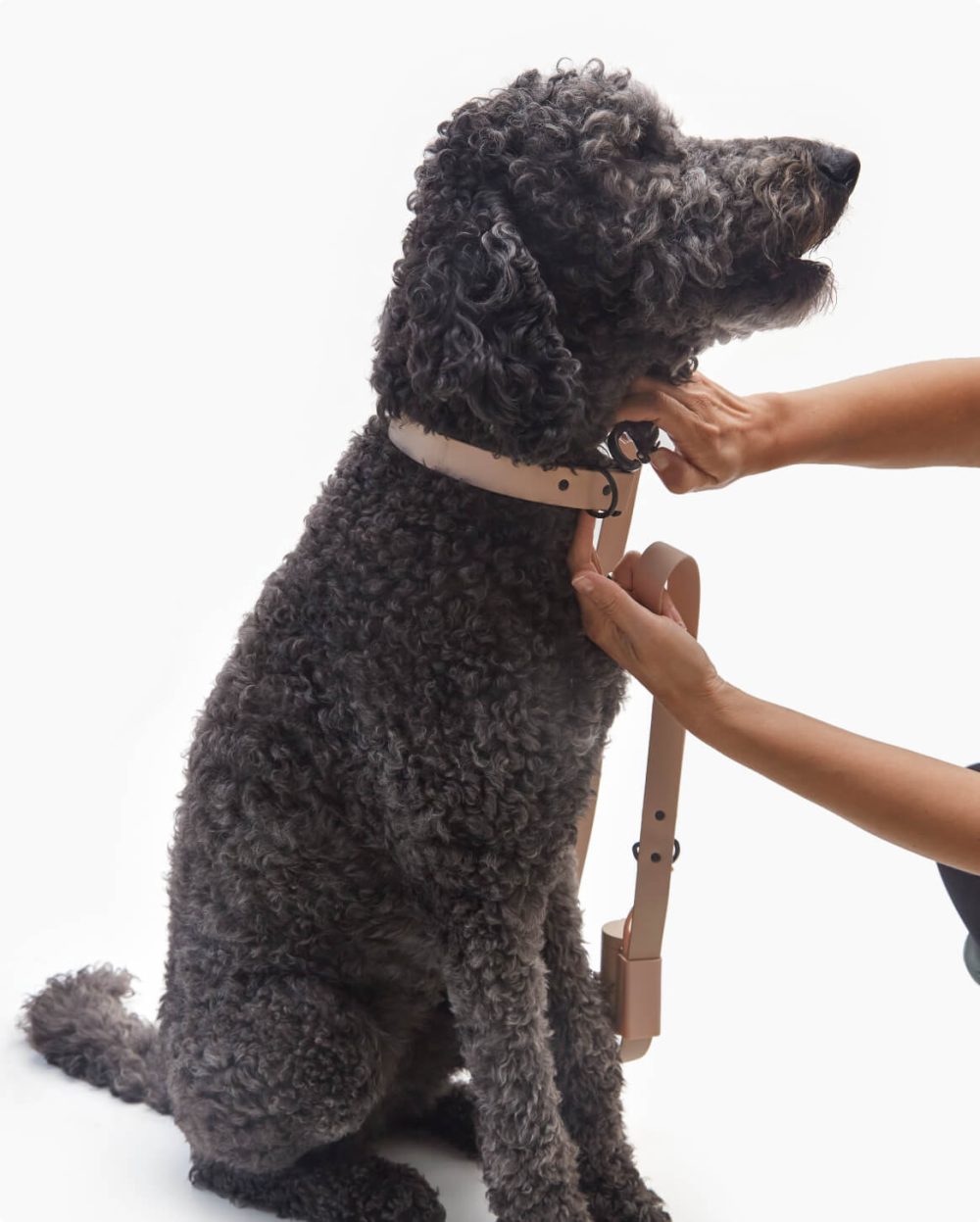 Signature Leash - Image 28