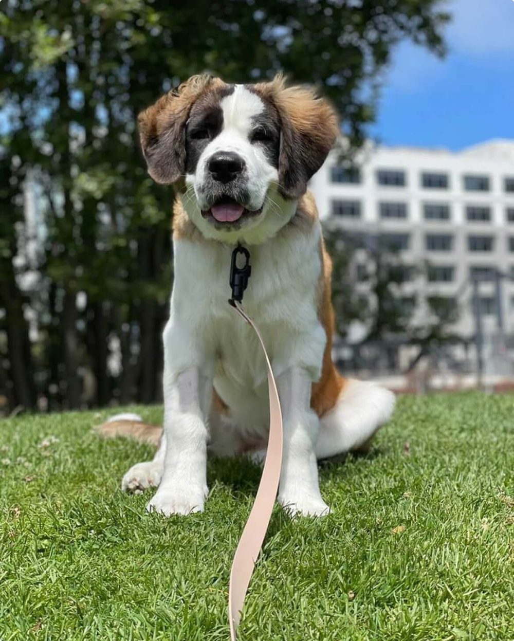 Signature Leash - Image 31