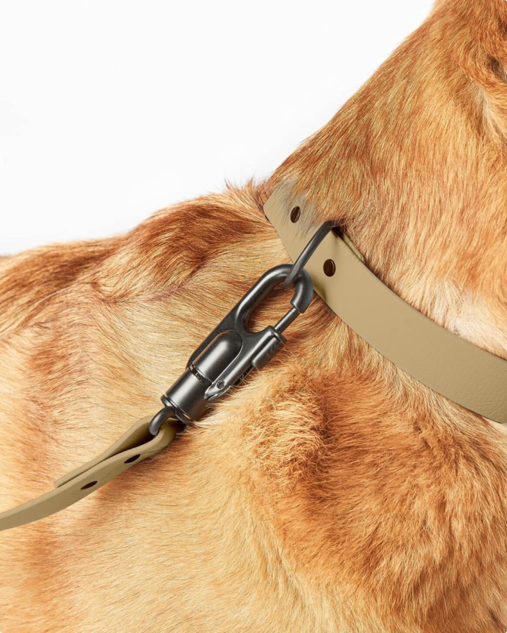 Signature Leash - Image 33