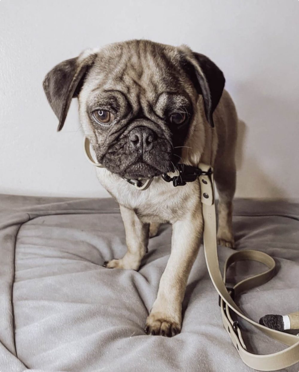 Signature Leash - Image 36